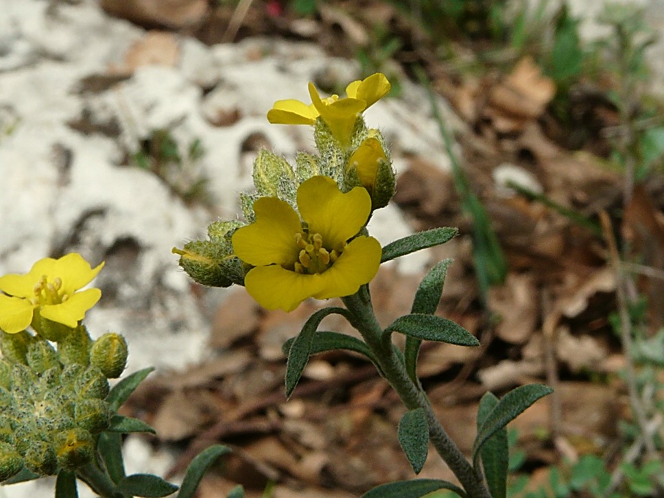 Alyssum montanum